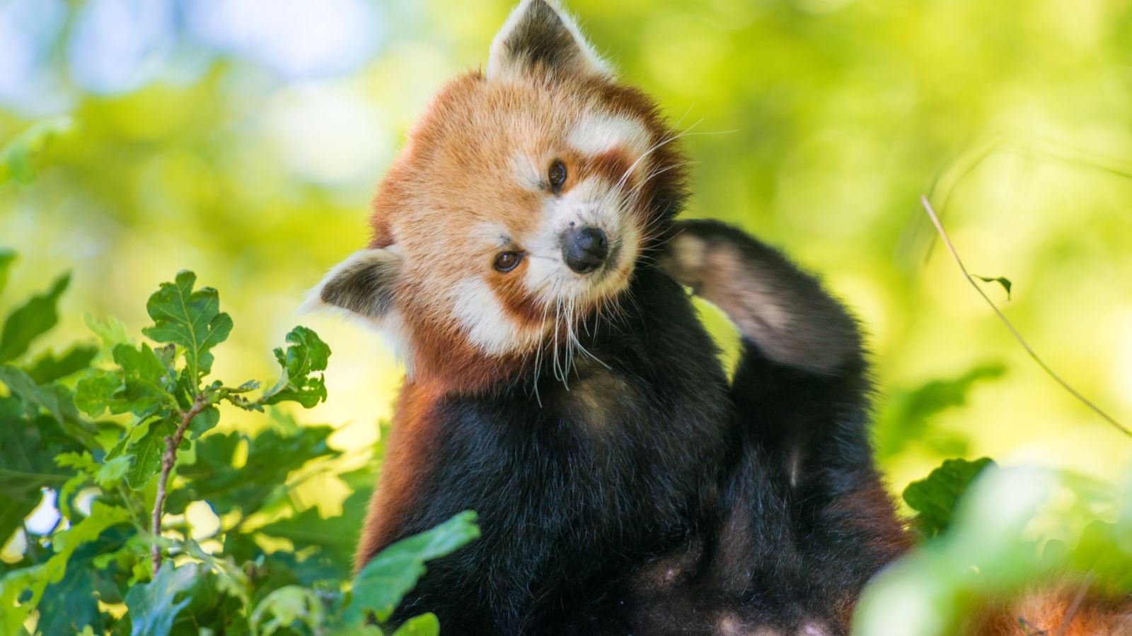 Red Panda at Bristol Zoo Gardens